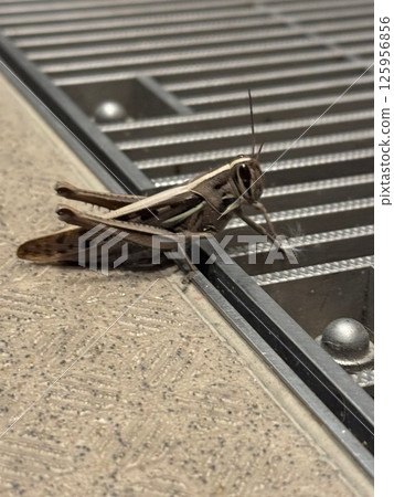 我發現了一隻在非當季遷徙的蚱蜢，所以我給它拍了一張照片。 125956856