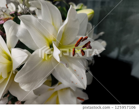 White lily petals highlighting soft, pure botanical elegance with intricate floral details background wallpaper copy space White lily petals highlighting soft, pure botanical elegance with intricate floral details background wallpaper copy space 125957106