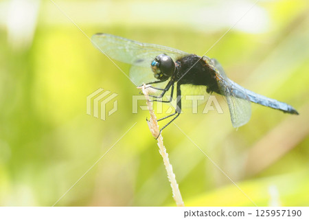 Harassettes (male) Harassettes (male) 125957190