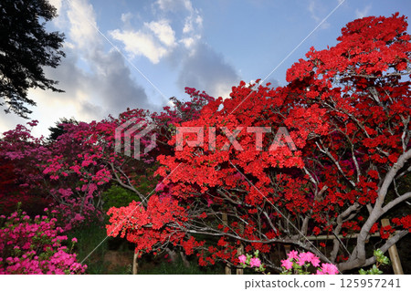 浪漫的茨城（鮮豔的紅色杜鵑花，一直延伸到蔚藍的天空）笠間市杜鵑花公園 125957241