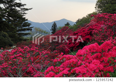 Romantic Ibaraki (Beyond the crimson waves, Mount Gokoku, the site of the legend of Yamato Takeru, stands out.) Kasama City, Tsutsuji Park 125957242