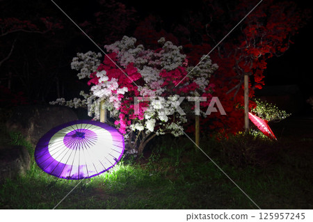Romantic Ibaraki (The Tsutsuji Park Light-up Festival in Kasama City. Japanese umbrellas paint the night even more gorgeously with red and white colors.) 125957245