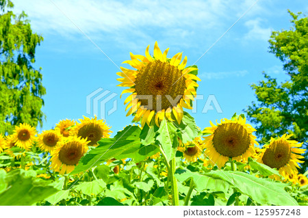 Blue sky and sunflower field 125957248