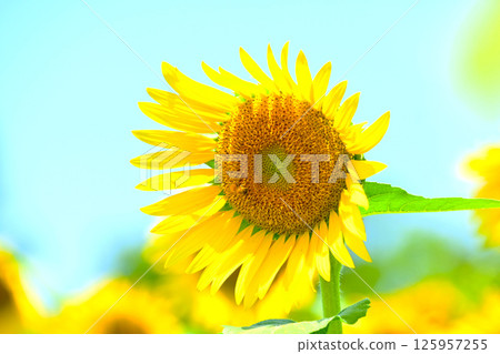 新鮮的向日葵花 125957255