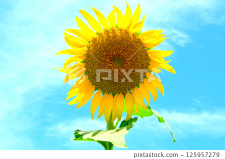 Blue sky and sunflower flowers Blue sky and sunflower flowers 125957279