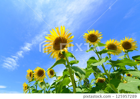 Blue sky and sunflower flowers Blue sky and sunflower flowers 125957289