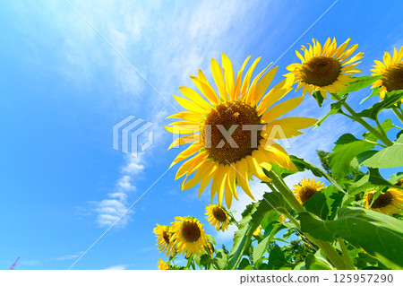 Blue sky and sunflower flowers Blue sky and sunflower flowers 125957290