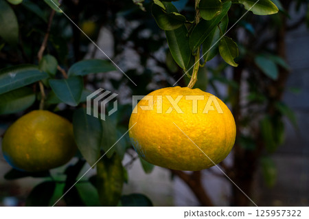 黃色成熟柑橘類水果 125957322