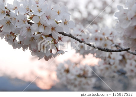 Cherry blossoms illuminated by the sunset 125957532