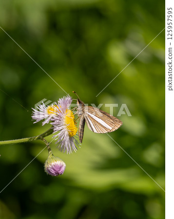 Gin Ichimon dyseri 125957595