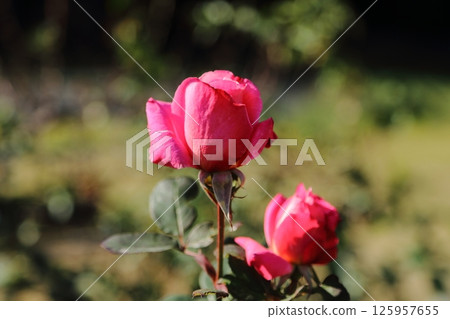 Arao City Ominous Citizen Flower Bed Rose Flower, 125957655