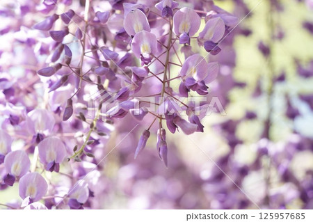Soft landscape with wisteria flowers Soft landscape with wisteria flowers 125957685