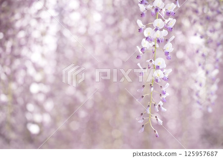 A soft landscape with wisteria flowers - a soothing space A soft landscape with wisteria flowers - a soothing space 125957687