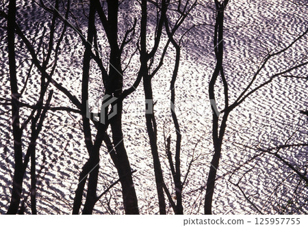 Waves on the lake and silhouettes of trees 125957755