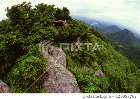 山頂松樹風景 125957762