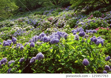 山腰上盛開的繡球花 125957763