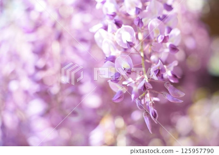 A soft landscape with wisteria flowers - a soothing space A soft landscape with wisteria flowers - a soothing space 125957790