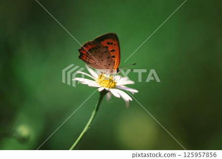 木蝨從花中吸取花蜜 木蝨從花中吸取花蜜 125957856