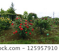 花之裡玫瑰園 5 125957910