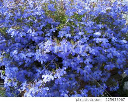 Close-up of blue flowers of Azzurro Compact (Lobelia) Close-up of blue flowers of Azzurro Compact (Lobelia) 125958067