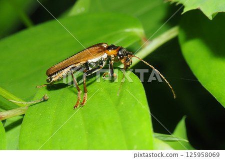 A kind of bonsai 125958069