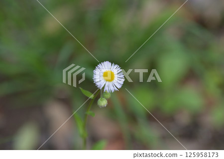 White flower White flower 125958173