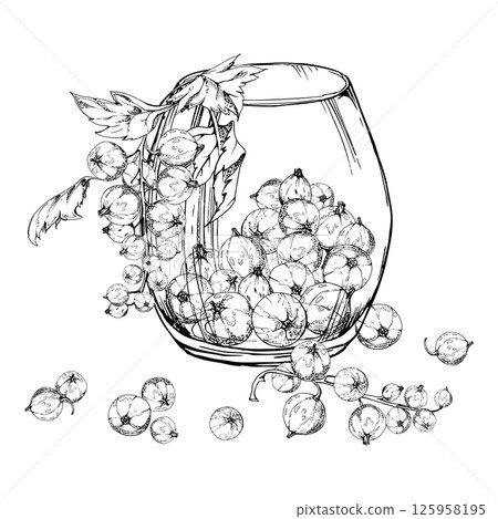 Currant gooseberry clusters leaves in glass, hand drawn in vector ink, ripe picked garden berry harvest, casseille jostaberry. Isolated illustration. Food blogs, cookbook, dessert menu, farmers market Currant gooseberry clusters leaves in glass, hand drawn in vector ink, ripe picked garden berry harvest, casseille jostaberry. Isolated illustration. Food blogs, cookbook, dessert menu, farmers market 125958195