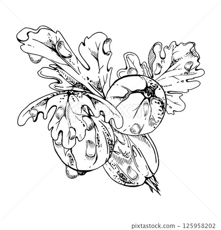 Gooseberry berries leaves in water dew drops, ripe garden Currant huckleberry casseille jostaberry. Isolated botanical illustration, hand drawn in vector ink. For restaurant, cafe menu, farmers market Gooseberry berries leaves in water dew drops, ripe garden Currant huckleberry casseille jostaberry. Isolated botanical illustration, hand drawn in vector ink. For restaurant, cafe menu, farmers market 125958202