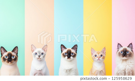 Adorable and Funny Cats Posing Together in a Colorful Background Showcasing Their Unique Personalities and Charm in a Playful Setting, Cute Pets Concept 125958629