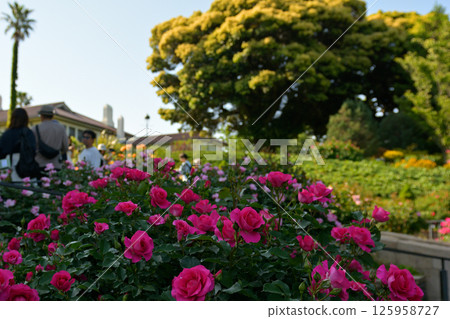 可以看到橫濱·港口的山公園 可以看到橫濱·港口的山公園 125958727