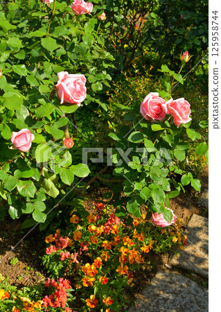 Hill Park where Yokohama · Harbor can be seen 125958744