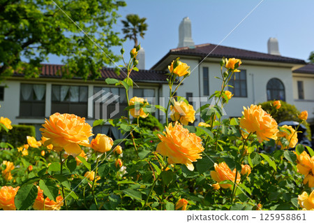 Hill Park where Yokohama · Harbor can be seen Hill Park where Yokohama · Harbor can be seen 125958861