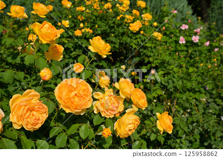 Hill Park where Yokohama · Harbor can be seen Hill Park where Yokohama · Harbor can be seen 125958862