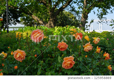 Hill Park where Yokohama · Harbor can be seen Hill Park where Yokohama · Harbor can be seen 125958869
