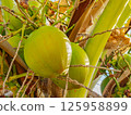 Green Coconuts Background Texture, Closeup 125958899