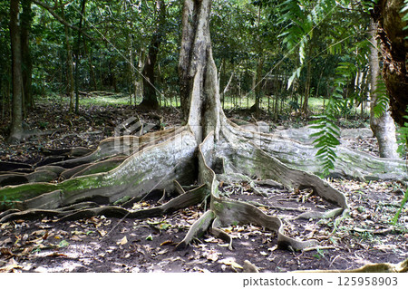 阿波鷺樹（沖繩縣國頭村） 125958903