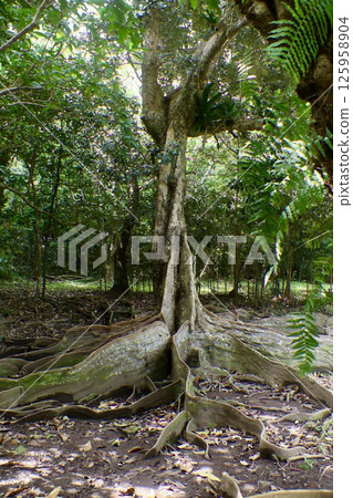 阿波鷺樹(沖繩縣國頭村) 阿波鷺樹(沖繩縣國頭村) 125958904