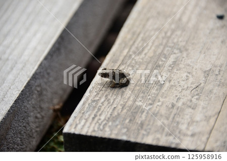 Frog @ Fishing Pond ☆mar_lapin 125958916