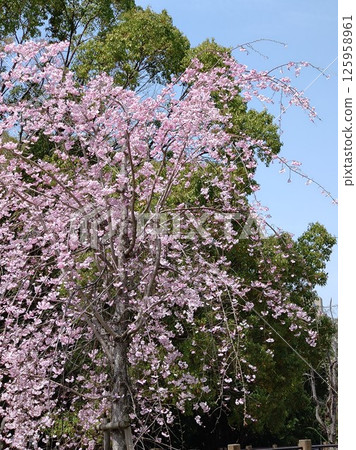 Split cherry blossoms in full bloom 125958961