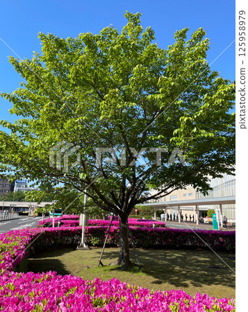 A May morning with fresh green leaves of cherry blossoms and vibrant azaleas A May morning with fresh green leaves of cherry blossoms and vibrant azaleas 125958979