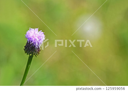 狐狸薊（狐狸） 125959056