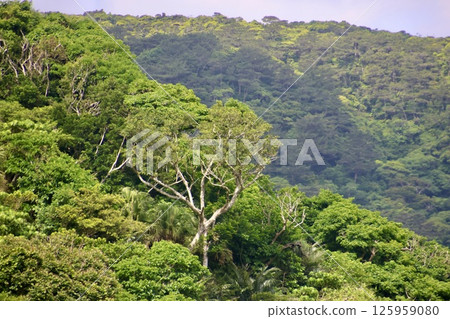 Yanbaru Forest (Kunigami Village, Okinawa Prefecture) 125959080