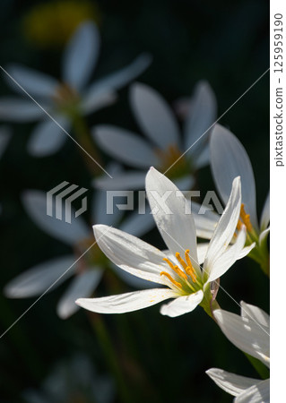White flowers of the Tamasudare blooming in the autumn sunshine in September White flowers of the Tamasudare blooming in the autumn sunshine in September 125959190