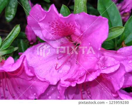 A beautiful azalea with dripping water 125959280