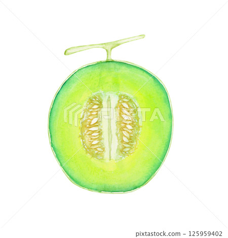甜瓜果實橫斷面水彩插圖 甜瓜果實橫斷面水彩插圖 125959402
