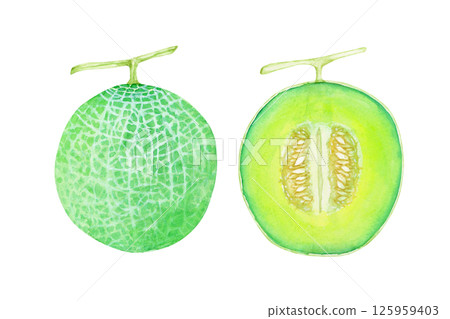 甜瓜果實橫斷面水彩插圖 125959403