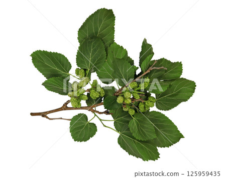 This visual presents a white mulberry branch adorned with vibrant green leaves and clusters of ripe fruits. This visual presents a white mulberry branch adorned with vibrant green leaves and clusters of ripe fruits. 125959435
