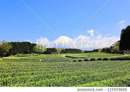 富士山和茶園/靜岡縣富士市小淵節 125959666