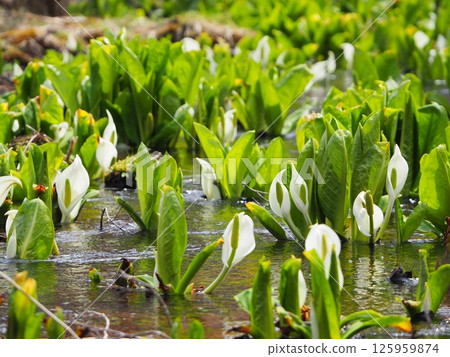 濕地裡盛開的臭菘 125959874