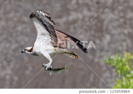 An osprey flies while holding tightly onto a fish 125959964